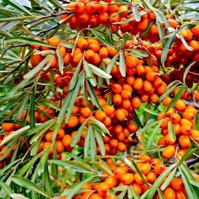 Облепиха ДЖЕМОВАЯ — описание сорта Облепиха ДЖЕМОВАЯ в Москве