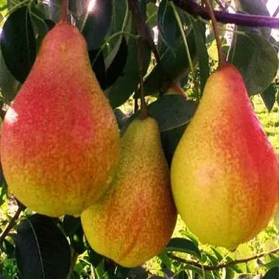 Груша АББАТ ФЕТЕЛЬ   Груша АББАТ ФЕТЕЛЬ  в Москве