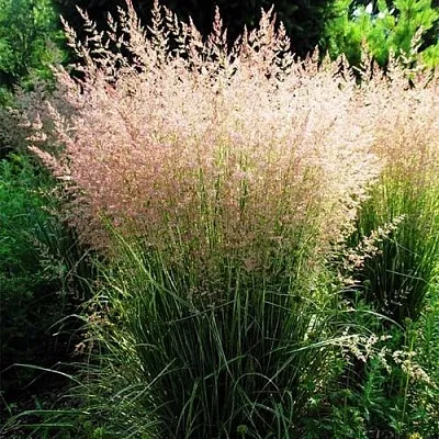 Молиния ФОНТЕЙН тростниковая в Москве