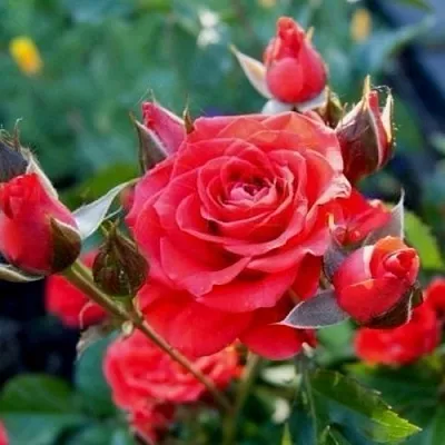 Саженцы роз МИДЖЕТ спрей в Москве