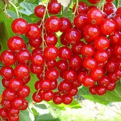 Смородина красная ФЕРТОДИ  Смородина красная ФЕРТОДИ в Москве