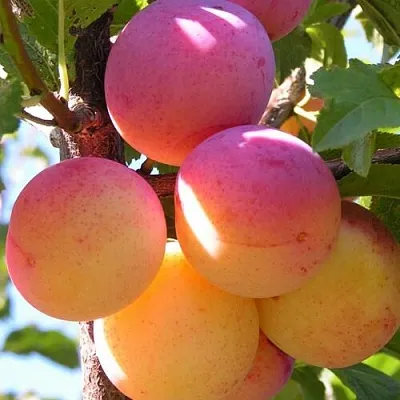 Слива (алыча) ВЕТРАЗЬ-2 Слива (алыча) ВЕТРАЗЬ-2