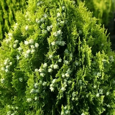 Туя восточная в Москве