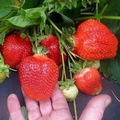 Клубника АЗИЯ в Москве