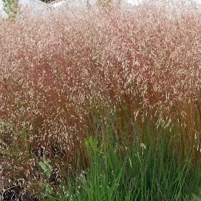 Щучка извилистая в Москве