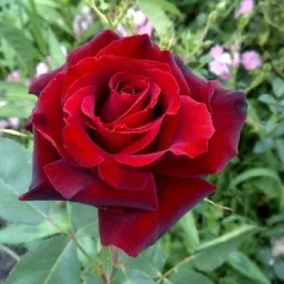 Саженцы роз ТАБУ чайно-гибридная — описание сорта Саженцы роз ТАБУ чайно-гибридная в Москве