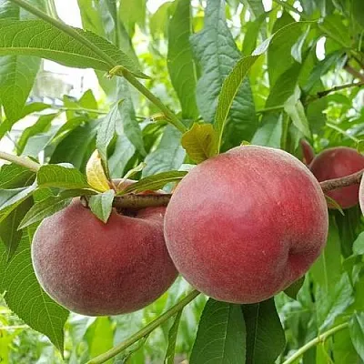 Персик ШУГАР ТАЙМ  Персик ШУГАР ТАЙМ в Москве