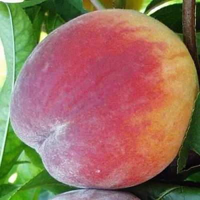 Персик ТОП СВИТ  Персик ТОП СВИТ в Москве