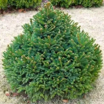 Ель БАРРИ обыкновенная в Москве