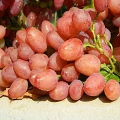 Виноград КИШМИШ ЛУЧИСТЫЙ — описание сорта Виноград КИШМИШ ЛУЧИСТЫЙ в Москве