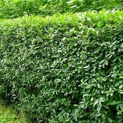 Бирючина обыкновенная  Бирючина обыкновенная в Москве