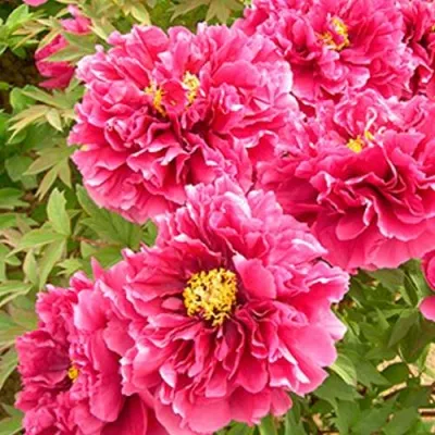 Пион ВОСХОД СОЛНЦА древовидный — описание сорта Пион ВОСХОД СОЛНЦА древовидный в Москве