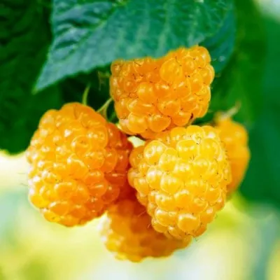 Малина МЕДОВАЯ в Москве