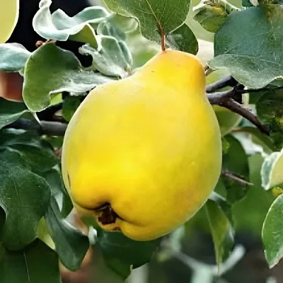 Айва МИР  Айва МИР в Москве