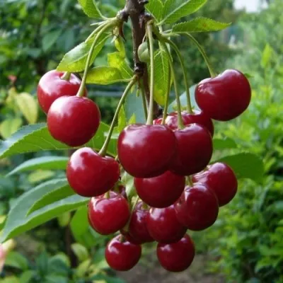 Вишня ВЯНОК — описание сорта Вишня ВЯНОК в Москве