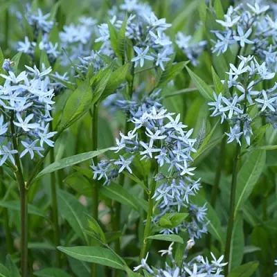 Амсония иволистная в Москве