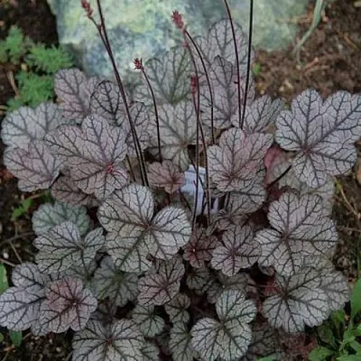 Гейхера ШУГА ФРОСТИНГ  Гейхера ШУГА ФРОСТИНГ в Москве