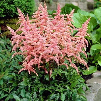 Астильба БРЕССИНГЕМ БЬЮТИ Арендса  Астильба БРЕССИНГЕМ БЬЮТИ Арендса в Москве