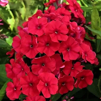 саженцы флокса