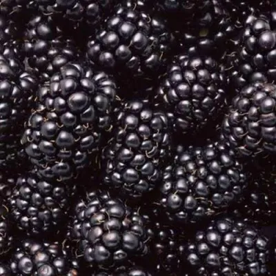 Ежевика ОРКАН бесшипная — описание сорта Ежевика ОРКАН бесшипная в Москве