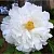 Пион БЕЛЫЙ НЕФРИТ древовидный в Москве