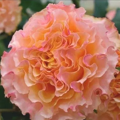 Саженцы роз КАМПАНЕЛЛА ПИЧ чайно-гибридная — описание сорта Саженцы роз КАМПАНЕЛЛА ПИЧ чайно-гибридная в Москве