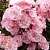 Саженцы роз ХЕВЕНЛИ ПИНК мускусная в Москве