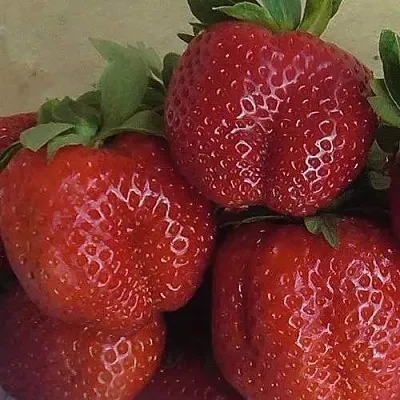 Клубника ДЕСТЕНИ  Клубника ДЕСТЕНИ в Москве