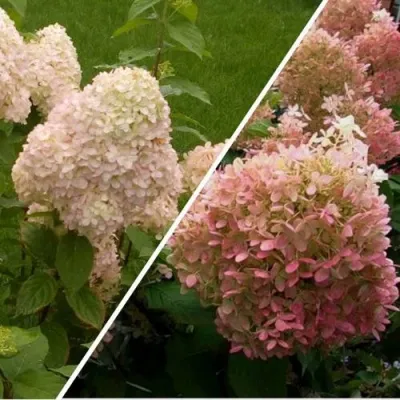 Комплект НЕЖНЫЕ ЧУВСТВА — описание сорта Комплект НЕЖНЫЕ ЧУВСТВА в Москве