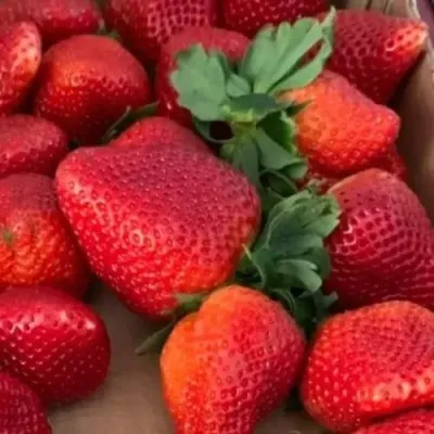 Клубника МОНТЕРЕЙ ремонтантная в Москве