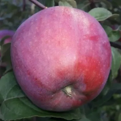 Яблоня ЗОРКА в Москве