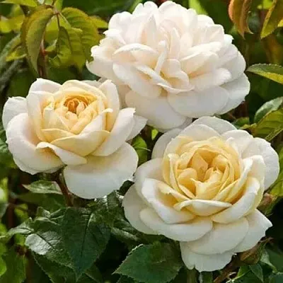 Саженцы роз ДЖЕЙ ПИ КОННЕЛ шраб в Москве