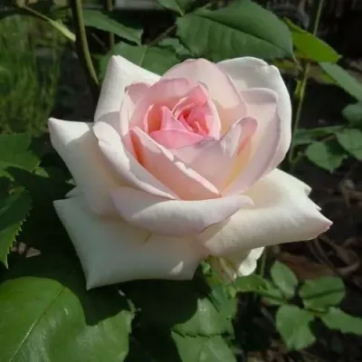 Саженцы роз ЭММА ДЕ МЕЙЯН чайно-гибридная — описание сорта Саженцы роз ЭММА ДЕ МЕЙЯН чайно-гибридная в Москве