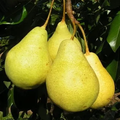 Груша ВИЛИЯ  Груша ВИЛИЯ в Москве