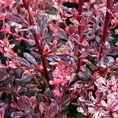 Барбарис АРЛЕКИН тунберга  Барбарис АРЛЕКИН тунберга в Москве