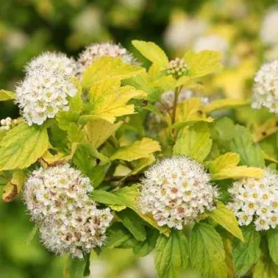 Пузыреплодник АНГЕЛ ГОЛД — описание сорта Пузыреплодник АНГЕЛ ГОЛД в Москве