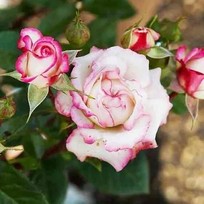 Саженцы роз ХУБА БУБА спрей  Саженцы роз ХУБА БУБА спрей в Москве