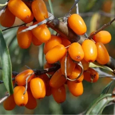 Облепиха АЛТАЙСКАЯ — описание сорта Облепиха АЛТАЙСКАЯ в Москве