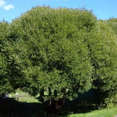 Ива ломкая  — описание сорта Ива ломкая  в Москве