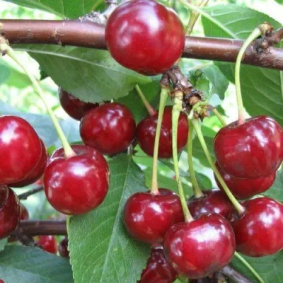 Вишня ТУРГЕНЕВКА — описание сорта Вишня ТУРГЕНЕВКА в Москве