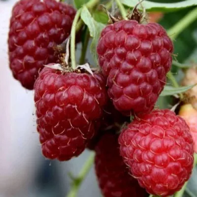 Малина ФЕНОМЕН — описание сорта Малина ФЕНОМЕН в Москве