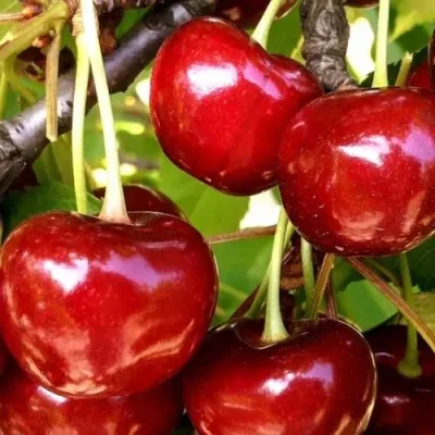 Черешня МИНЧАНКА в Москве