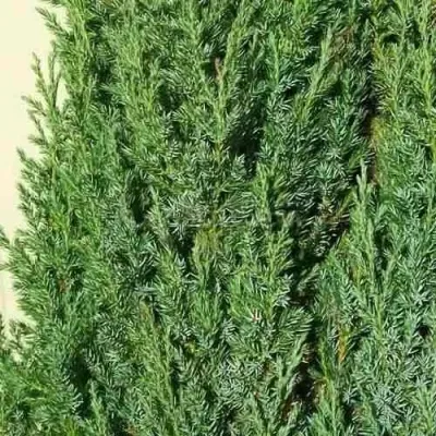 Можжевельник ХИБЕРНИКА обыкновенный — описание сорта Можжевельник ХИБЕРНИКА обыкновенный в Москве