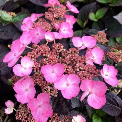 Гортензия ДАРЕДЕВИЛ пильчатая — описание сорта Гортензия ДАРЕДЕВИЛ пильчатая в Москве