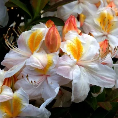 Азалия СИЛЬВЕР СЛИППЕР листопадная — описание сорта Азалия СИЛЬВЕР СЛИППЕР листопадная в Москве