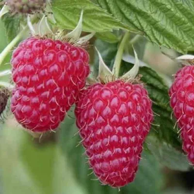 Малина ТУЛАМИН в Москве