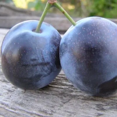 Слива БЛЮФРИ — описание сорта Слива БЛЮФРИ в Москве