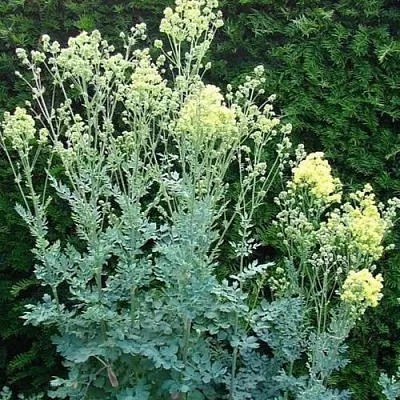 Василистник ГЛАУКУМ желтый в Москве