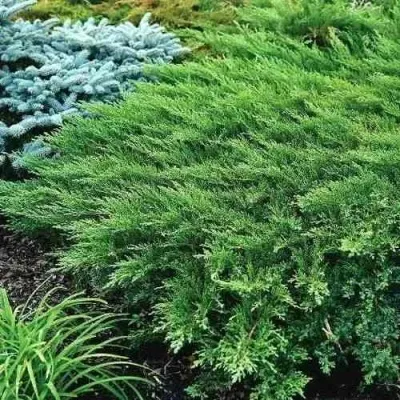 Можжевельник РОКЕРИ ДЖЕМ казацкий в Москве