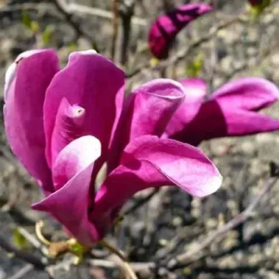 Магнолия СЬЮЗАН — описание сорта Магнолия СЬЮЗАН в Москве